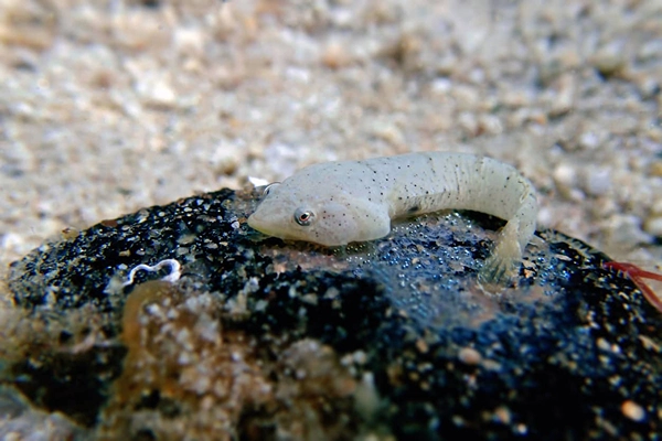 scuba-diving-connemara-11